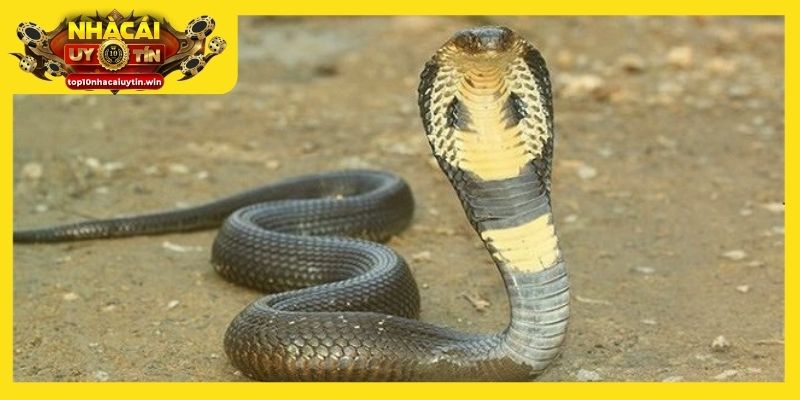 Rắn hổ mang xuất hiện trong mơ báo hiệu khúc mắc về sức khỏe hoặc công việc